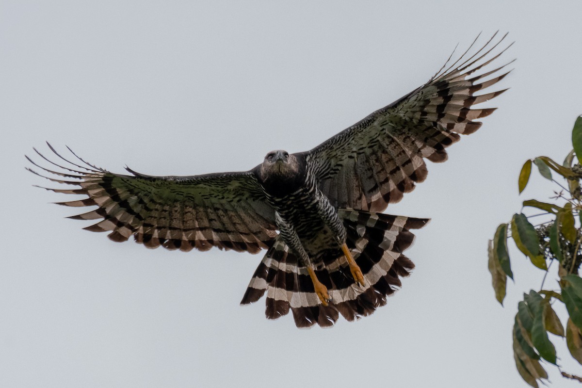 Crested Eagle - ML180387911