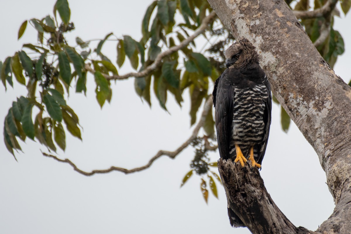 Crested Eagle - ML180388051