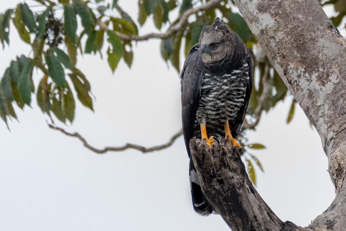 Crested Eagle - ML180388171