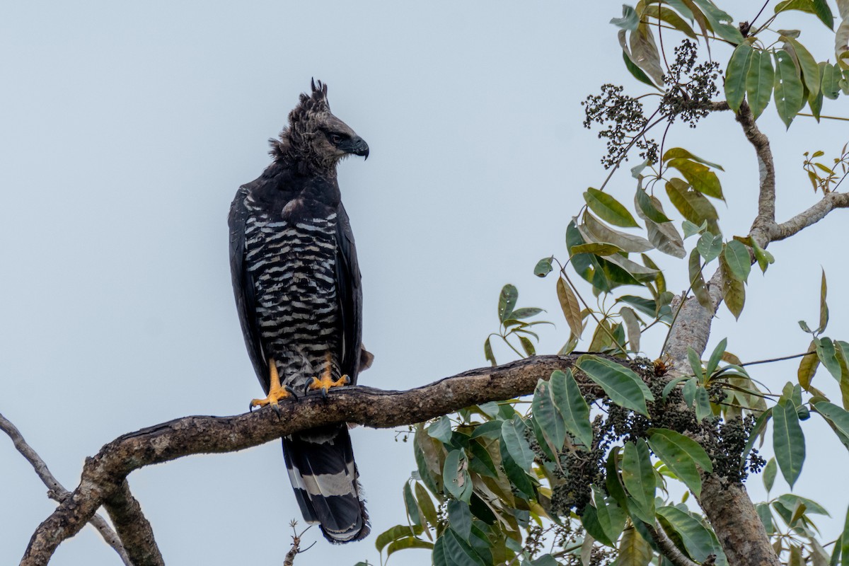 Crested Eagle - ML180388181