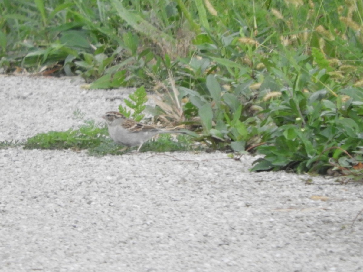 Chipping Sparrow - ML180392441