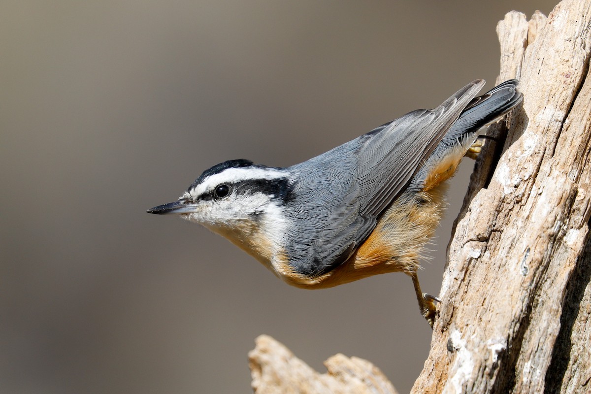Red-breasted Nuthatch - Ken Chamberlain