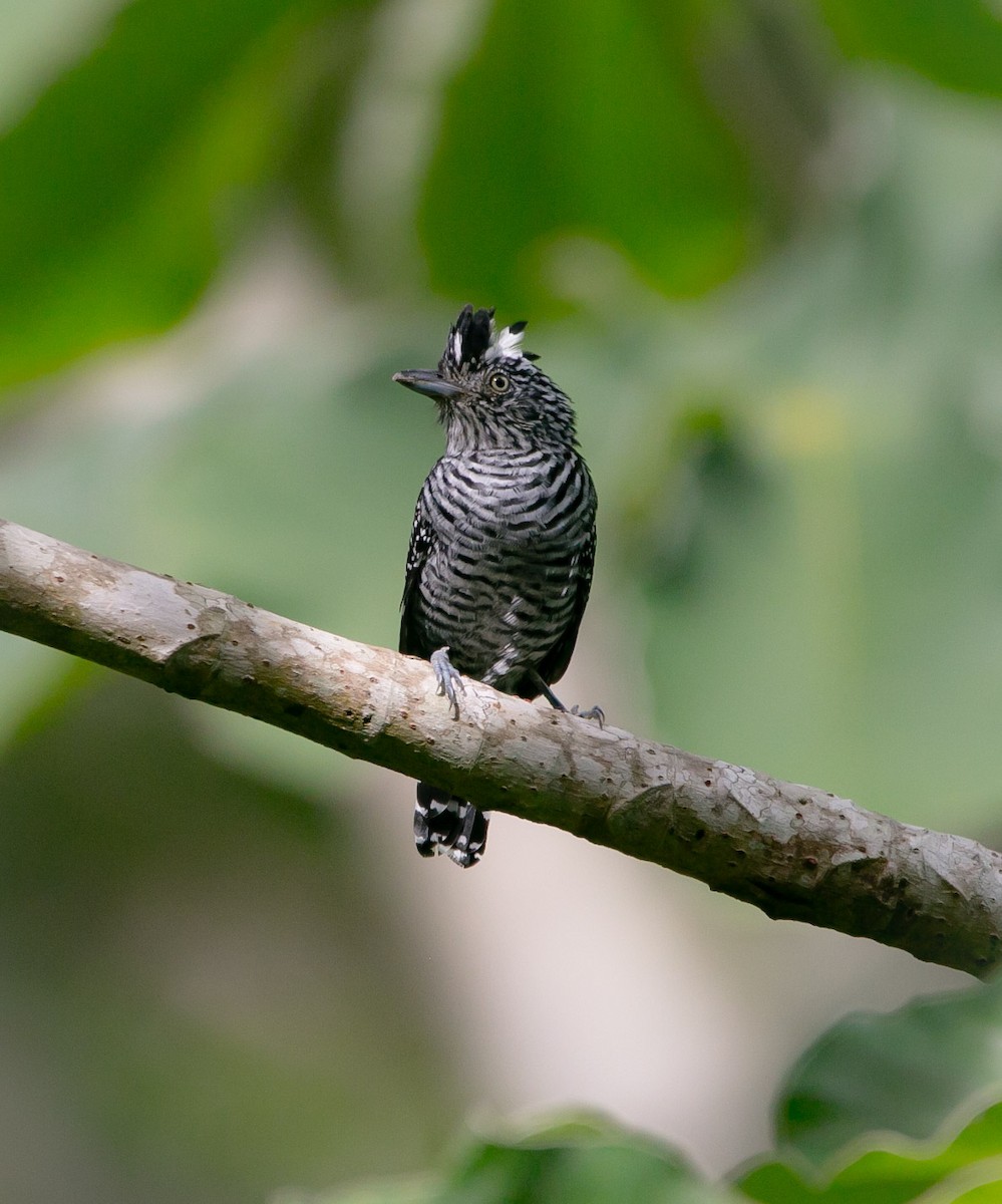 Barred Antshrike - ML180394011