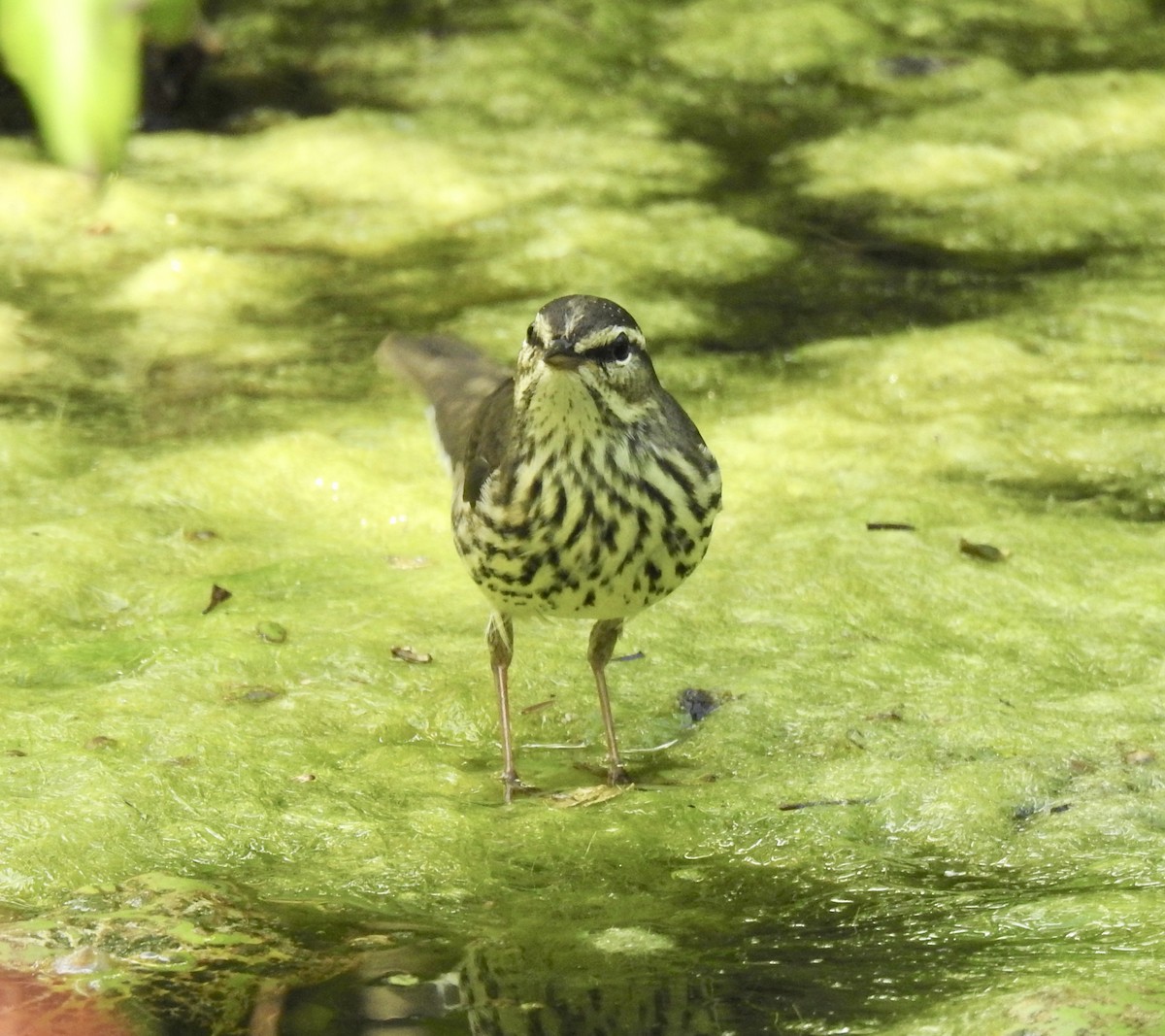 Northern Waterthrush - Erika Gates