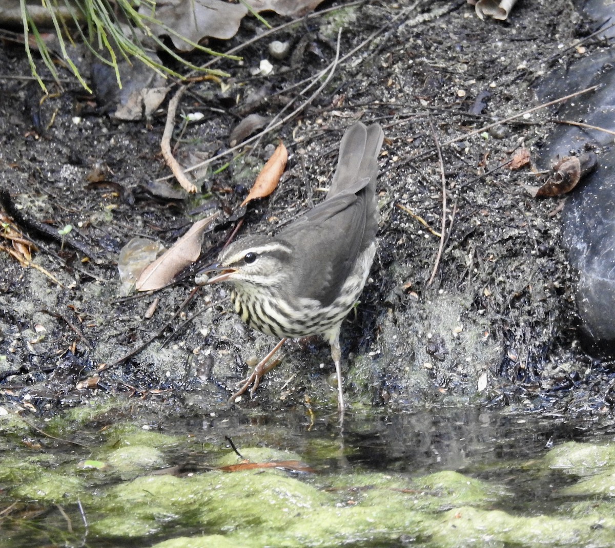 Northern Waterthrush - ML180394411