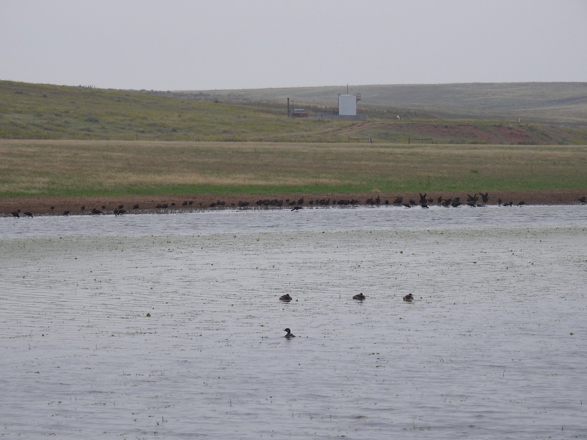 White-faced Ibis - ML180397761