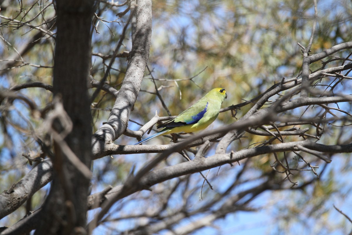 Blue-winged Parrot - ML180399151