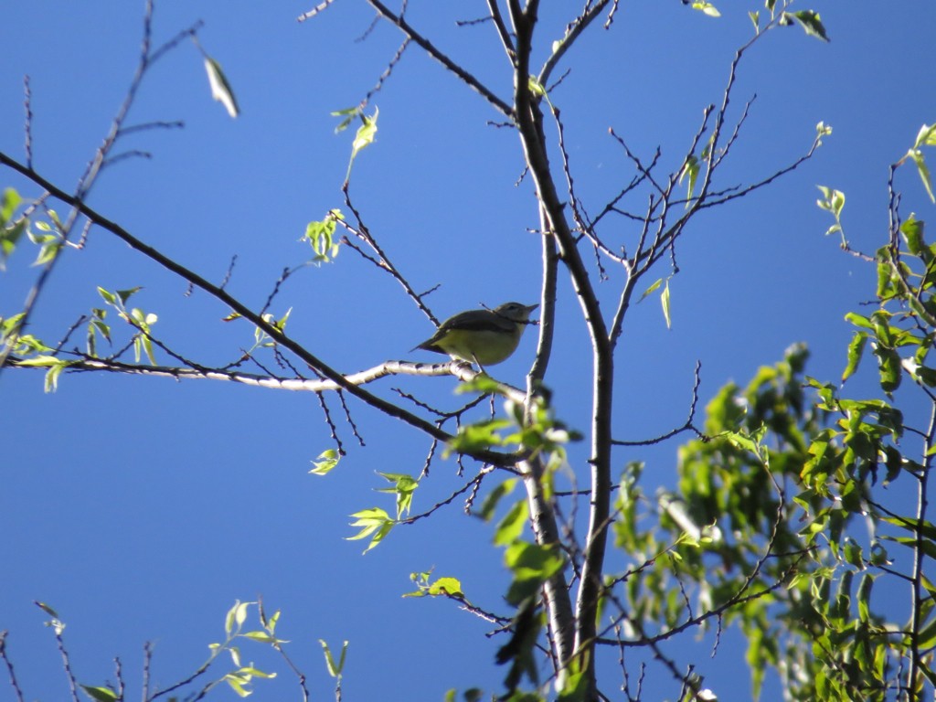 Vireo de Filadelfia - ML180400081