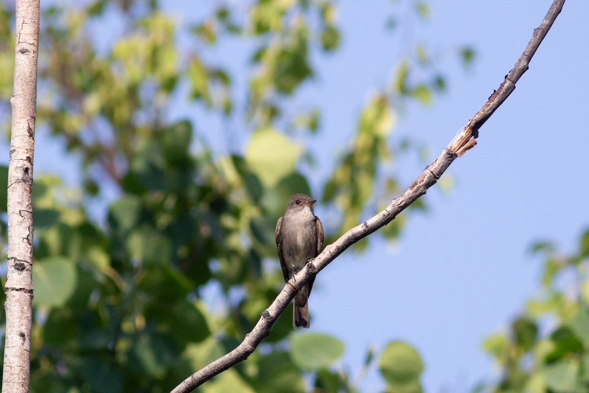 Western Wood-Pewee - ML180400901