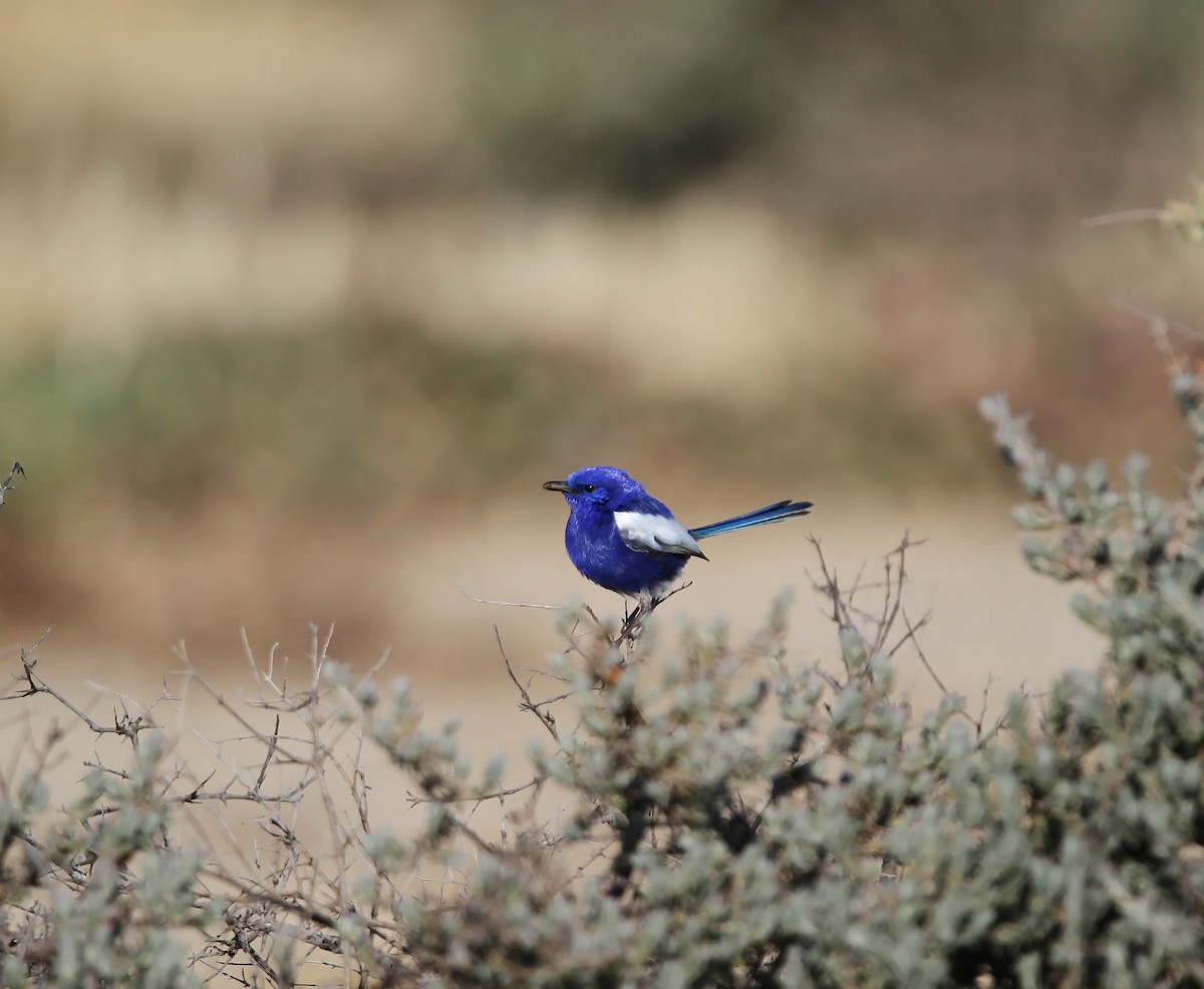 White-winged Fairywren - ML180401671