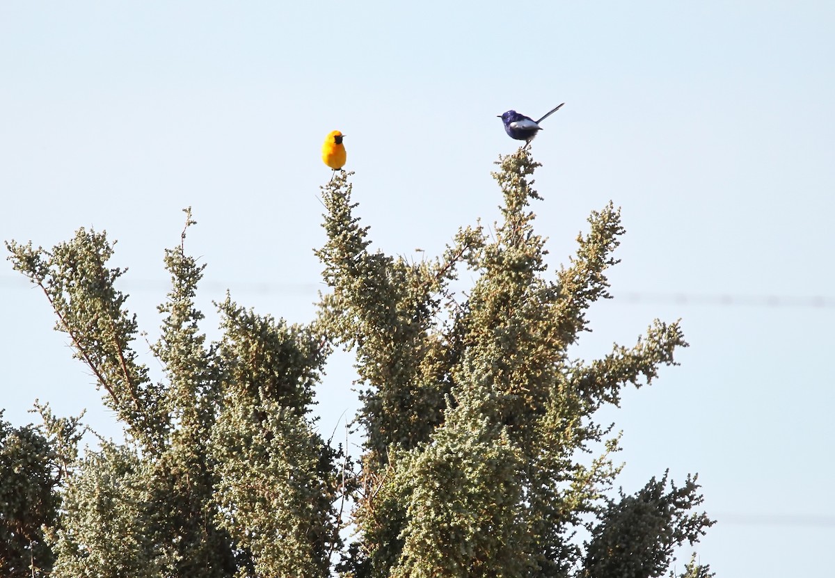 Orange Chat - ML180401881