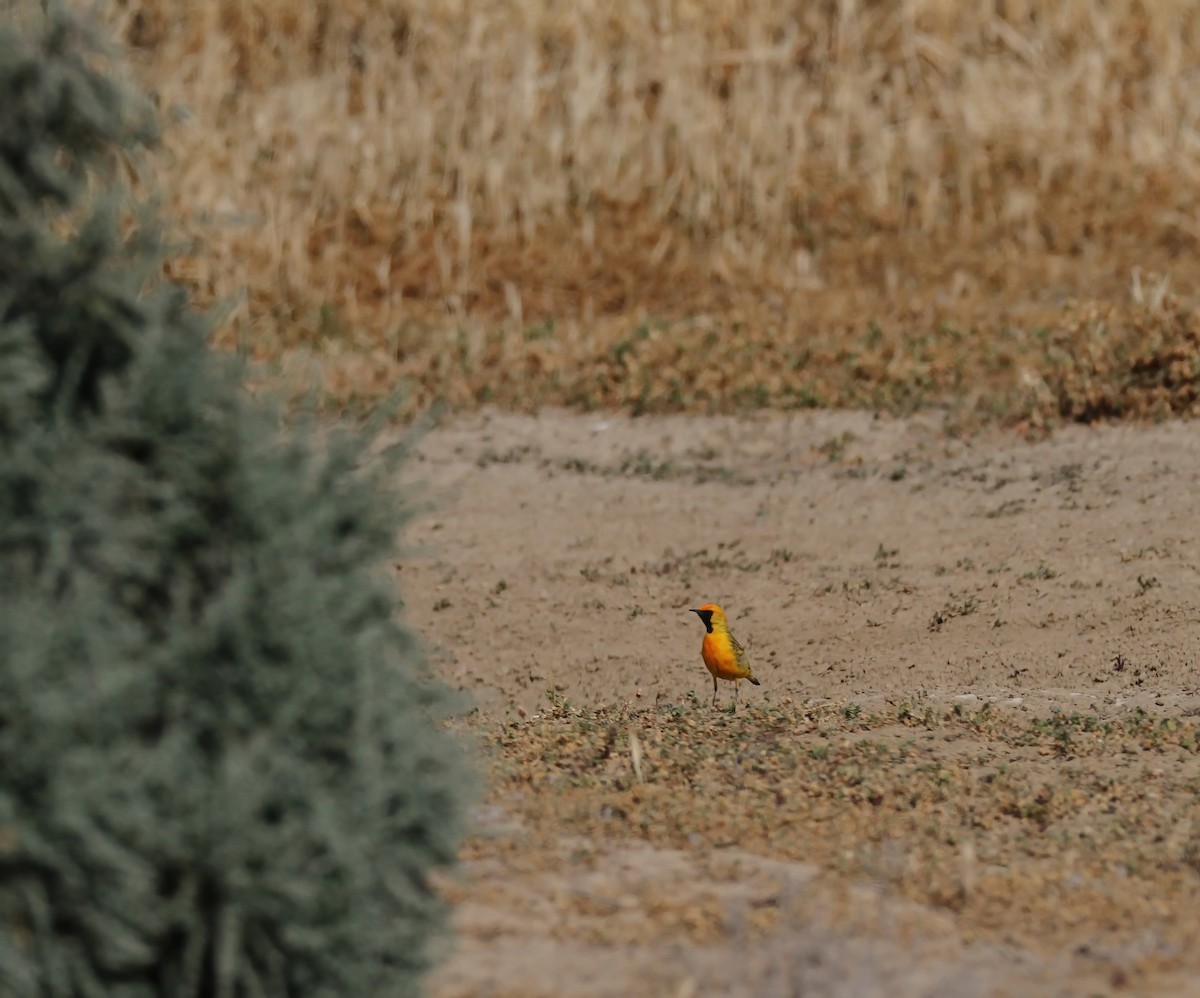 Orange Chat - ML180401931