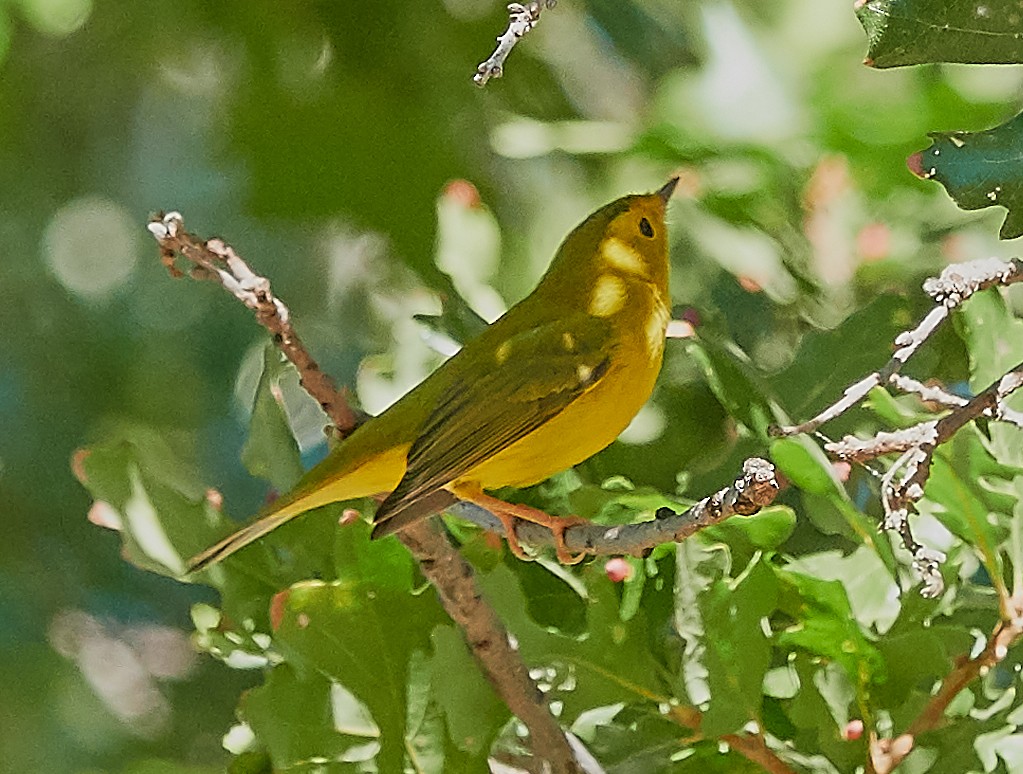 Wilson's Warbler - Anonymous