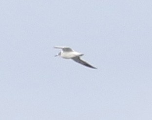 Franklin's Gull - ML180404611