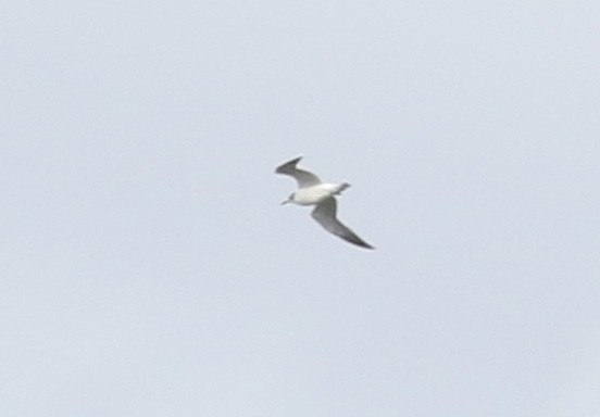 Franklin's Gull - ML180404681