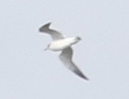 Franklin's Gull - ML180404781