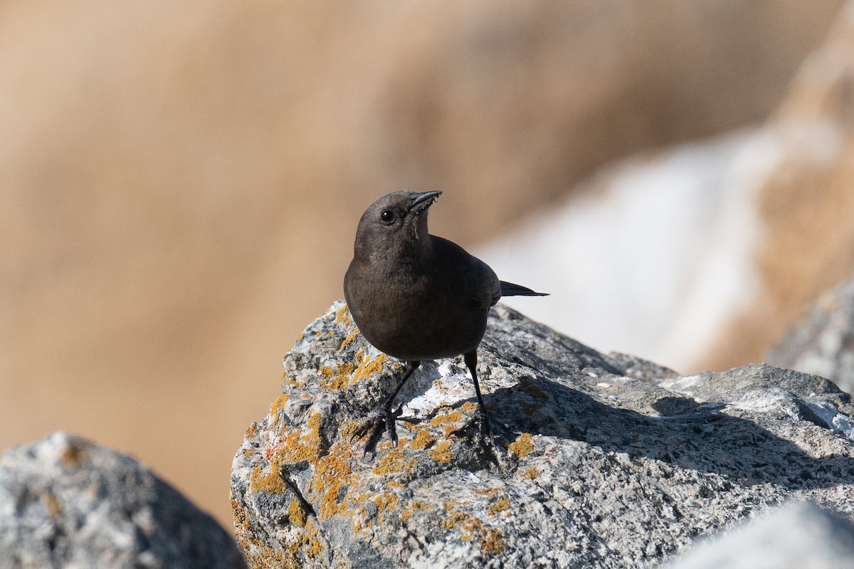 Brewer's Blackbird - Warren Whaley