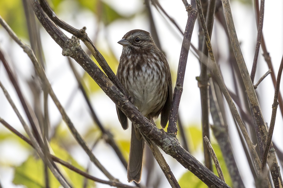 Song Sparrow (rufina Group) - Anthony Gliozzo