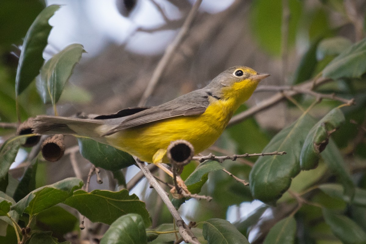 Canada Warbler - ML180411451