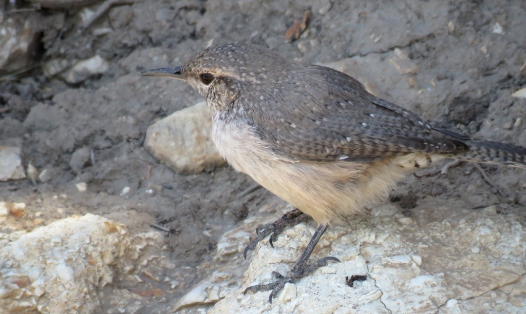 Rock Wren - Sam Cooper