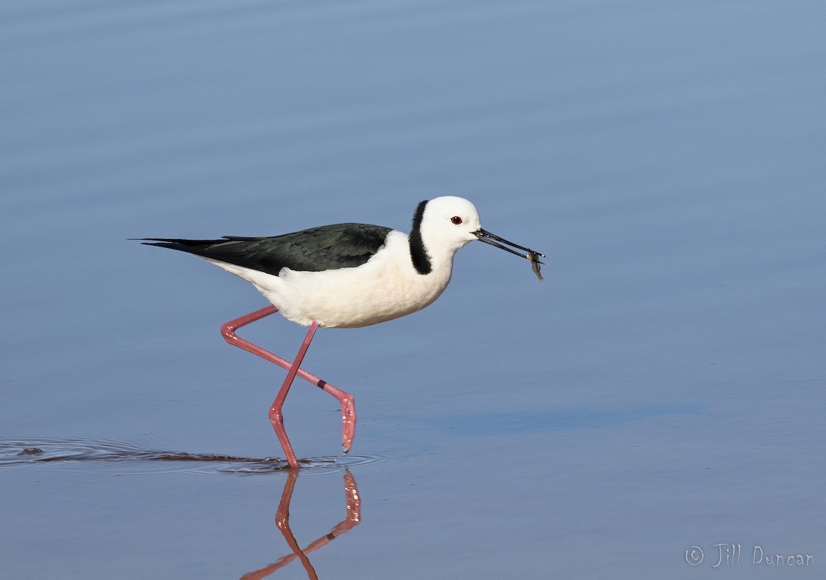 Pied Stilt - ML180416501