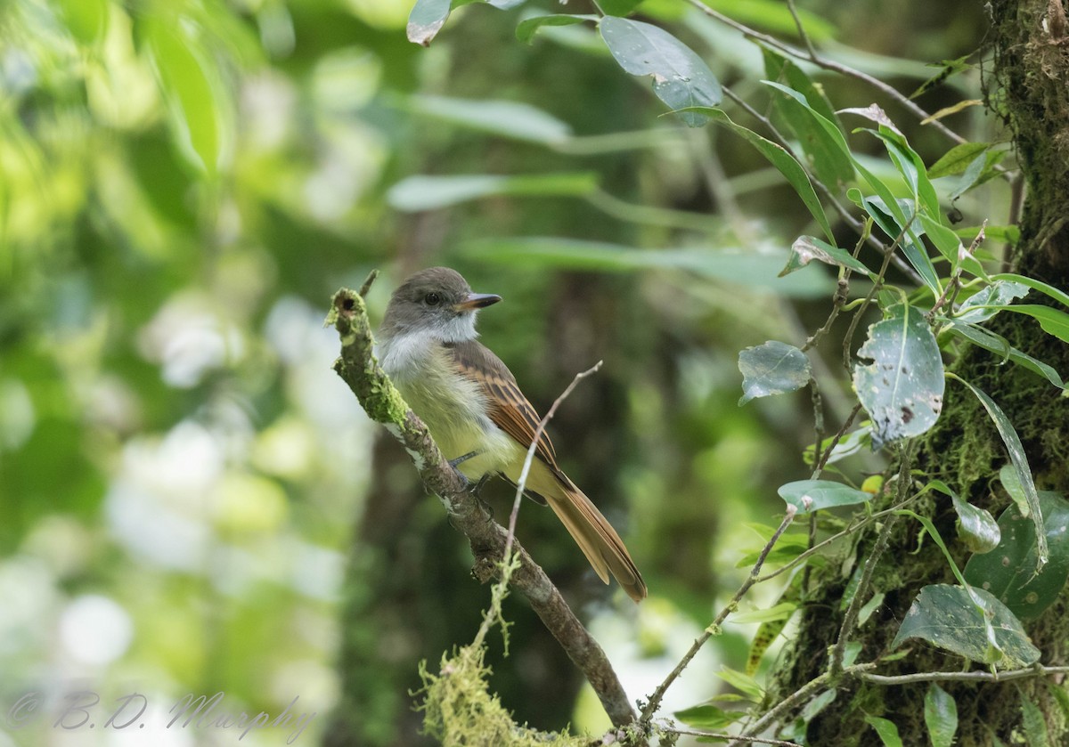 Rufous-tailed Flycatcher - Brad Murphy