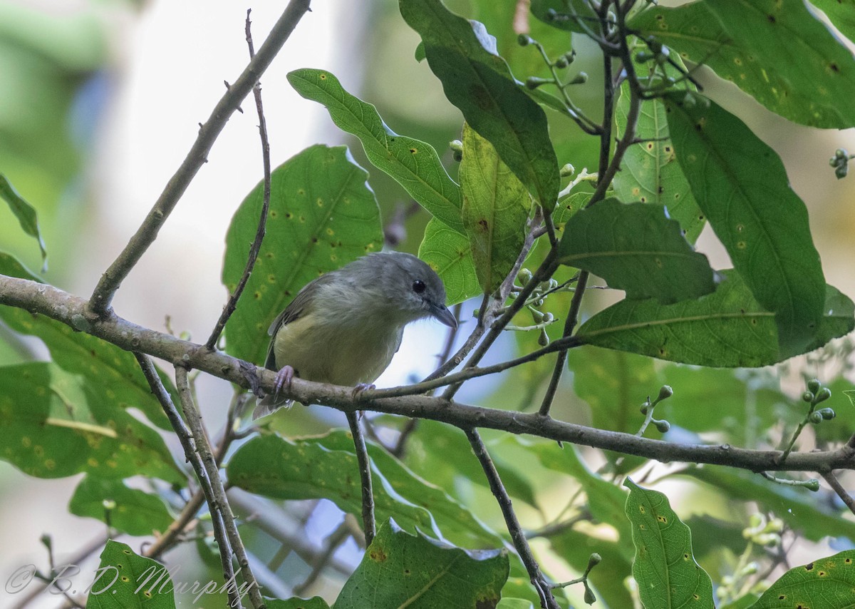 Blue Mountain Vireo - ML180417341