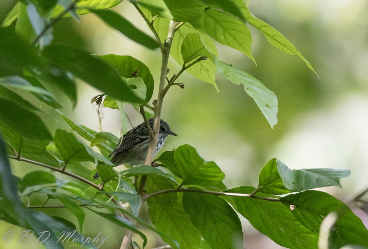 Arrowhead Warbler - ML180417491