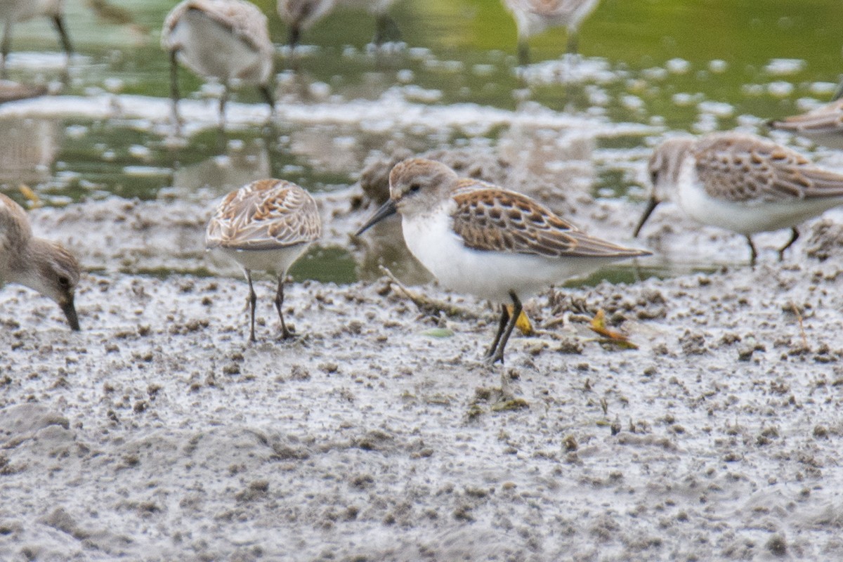 Western Sandpiper - Dan Lory