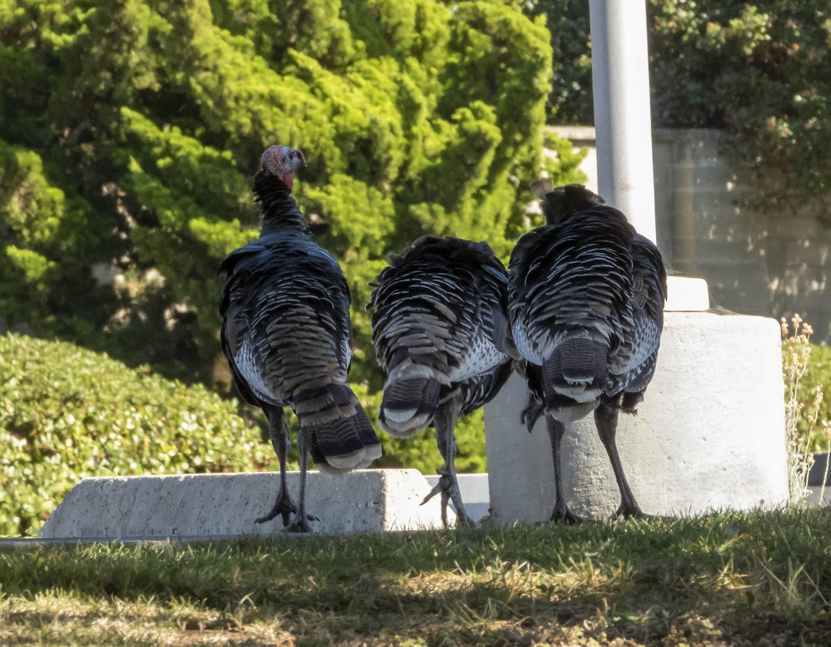 Wild Turkey - ML180424581