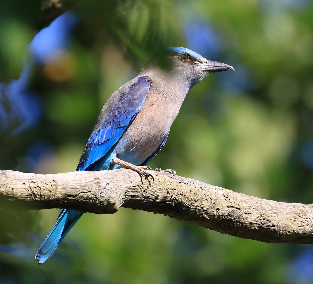 Indochinese Roller - Vijaya Lakshmi