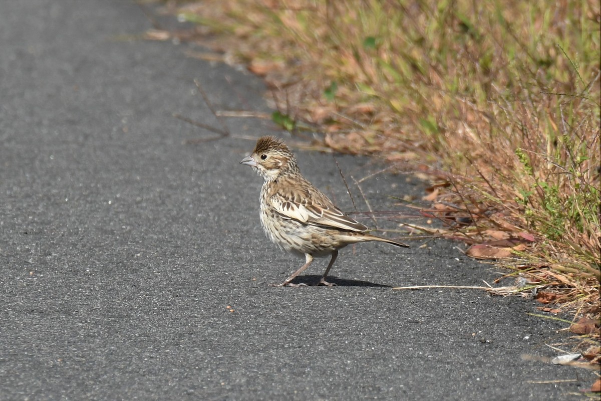 Lark Bunting - ML180425731