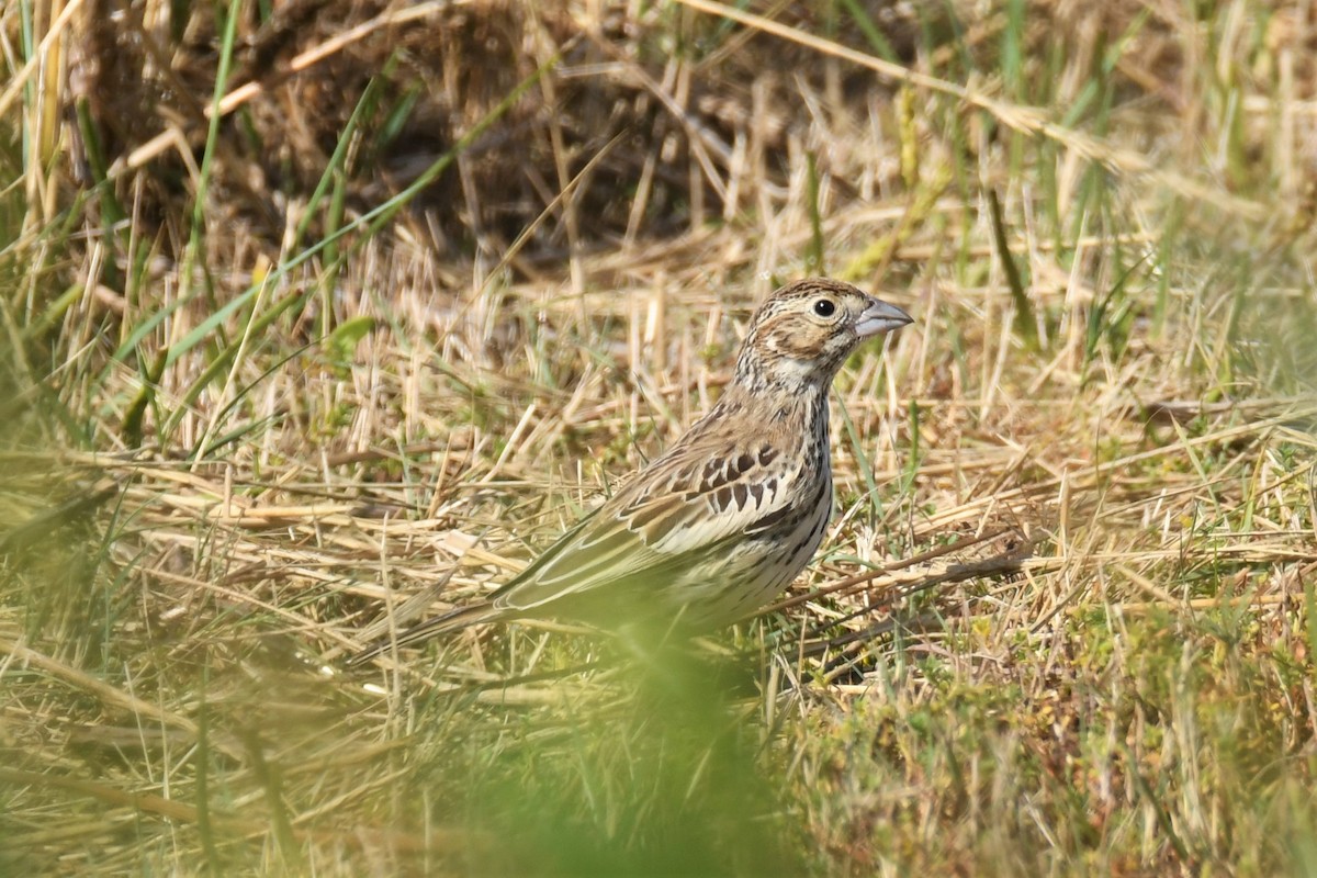 Lark Bunting - ML180425741