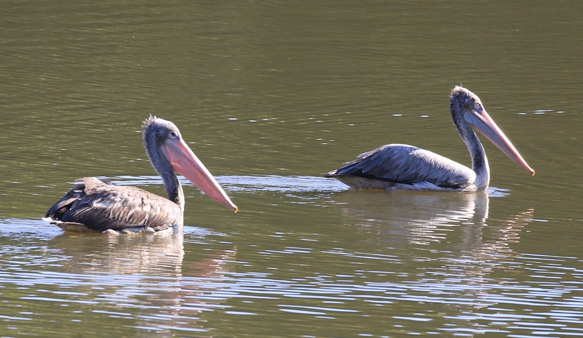 Spot-billed Pelican - ML180426111