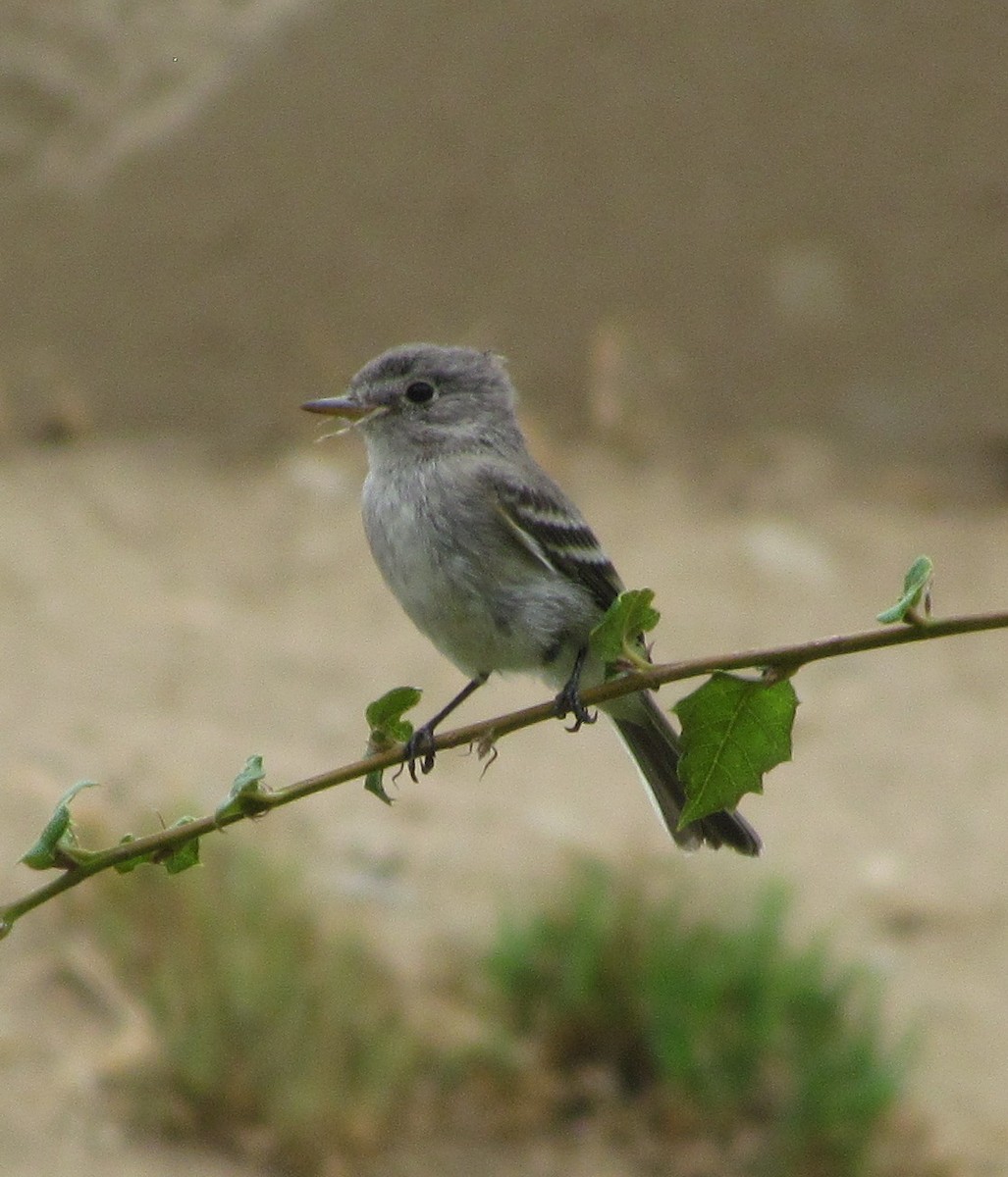 Gray Flycatcher - ML180427161