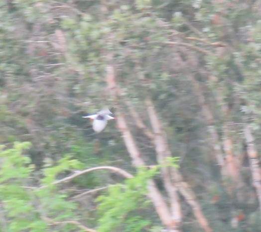 Цагаан шанаат хараалай - ML180428251