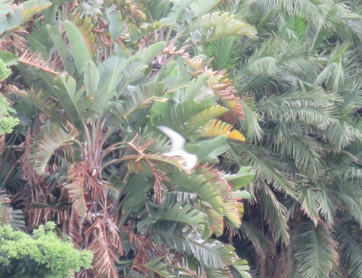 Цагаан шанаат хараалай - ML180428261