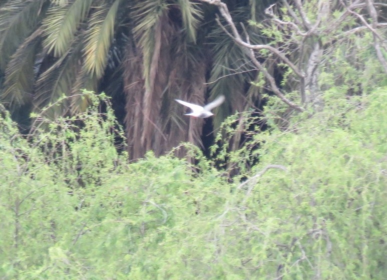 Цагаан шанаат хараалай - ML180428301