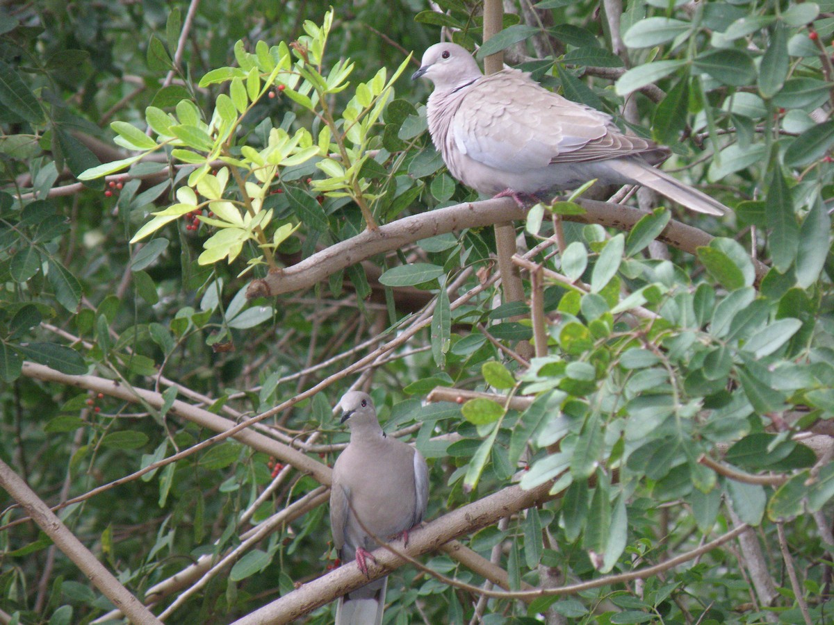 Eurasian Collared-Dove - Luis "Beto" Matheus