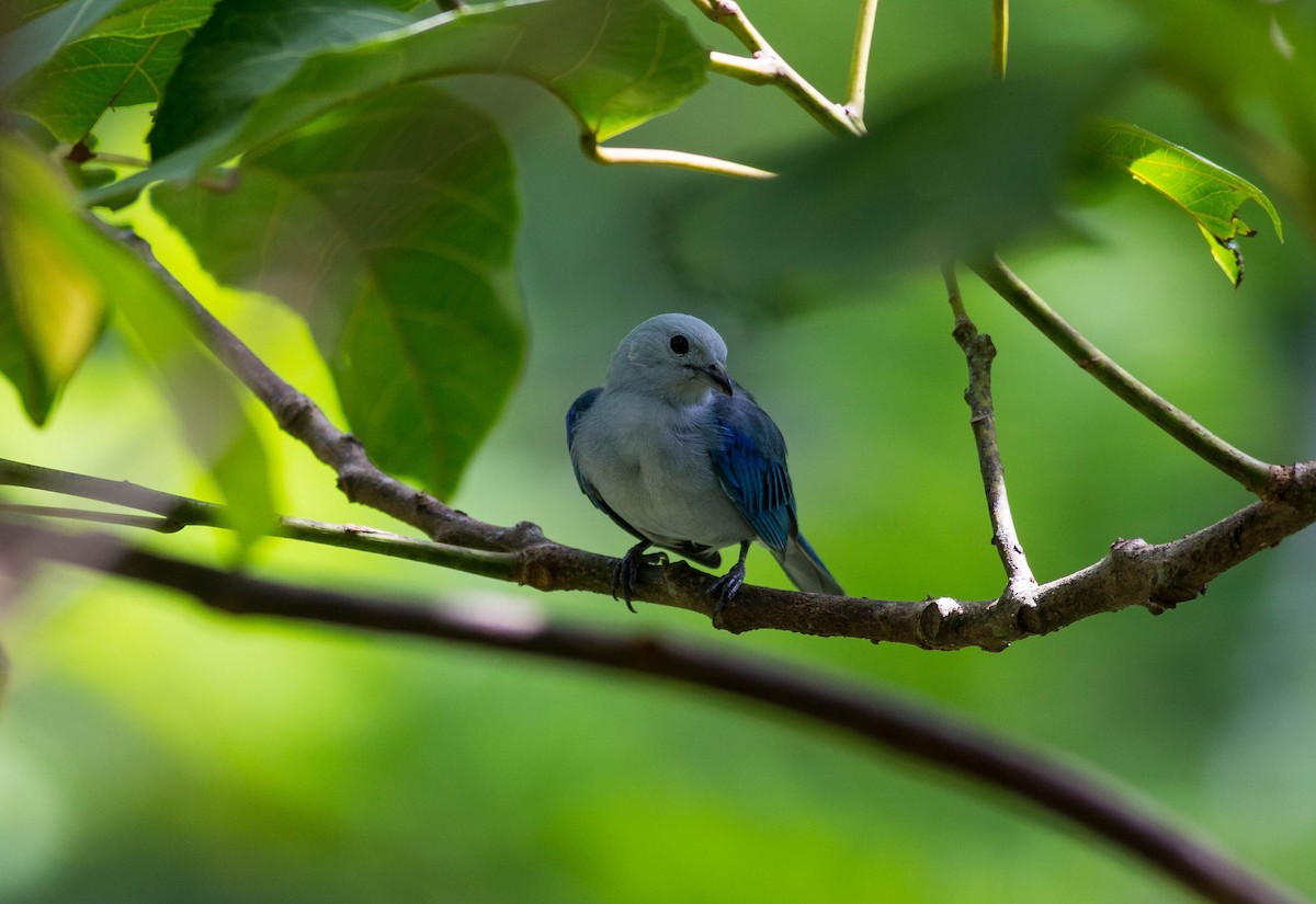 Blue-gray Tanager - Zhawn Poot