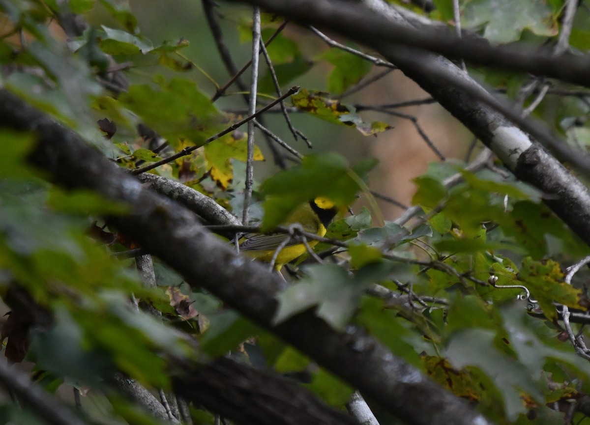 Hooded Warbler - ML180430821