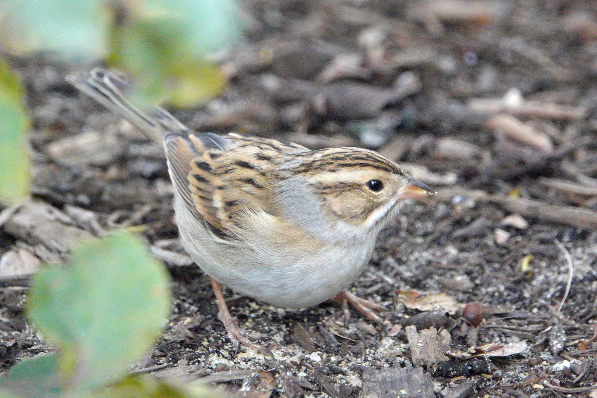 Clay-colored Sparrow - ML180432681