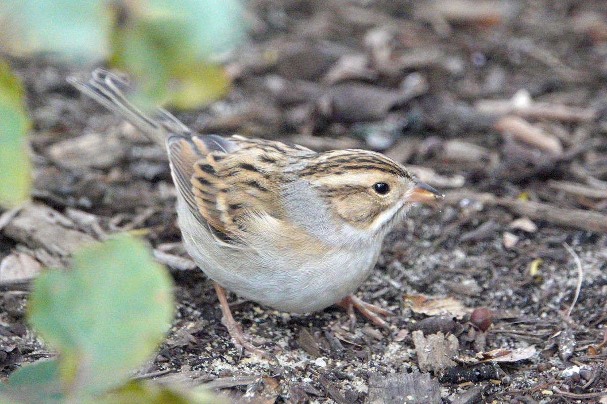 Clay-colored Sparrow - ML180432681