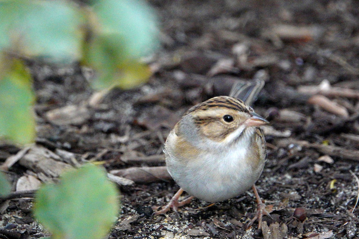 Clay-colored Sparrow - ML180432691