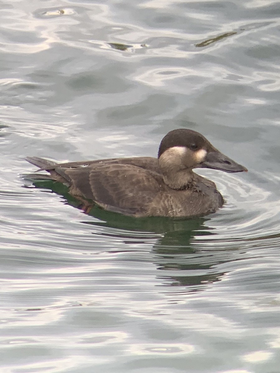 Surf Scoter - ML180434371