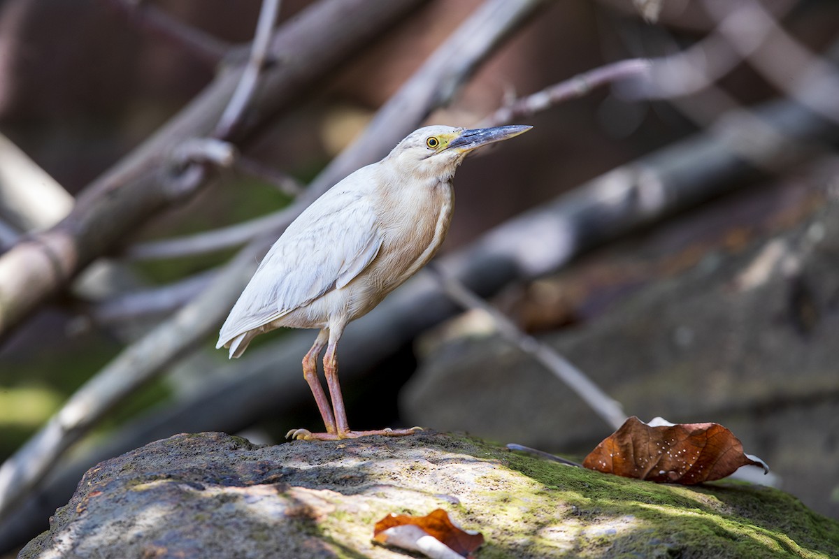 Striated Heron (Old World) - Laurie Ross | Tracks Birding & Photography Tours