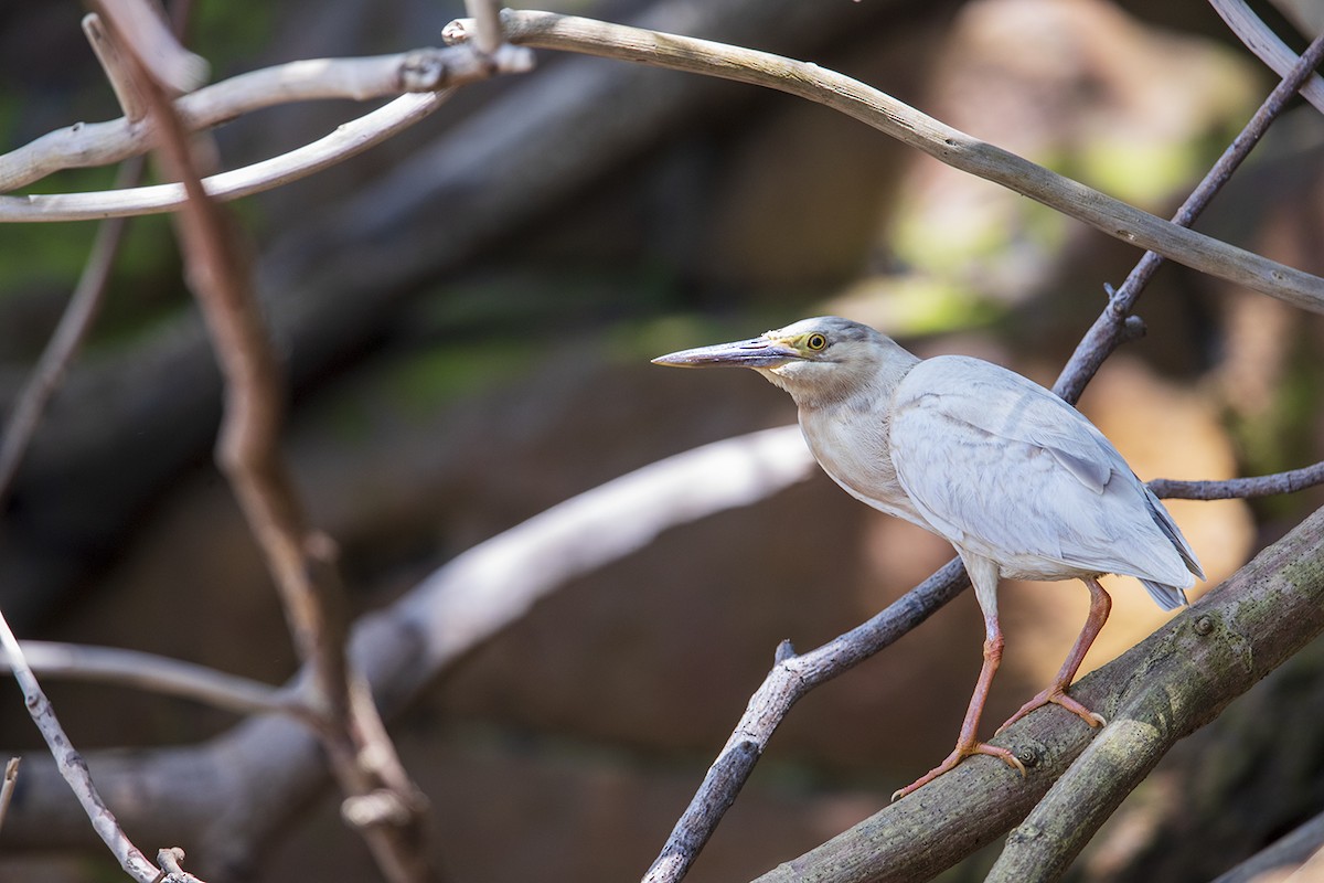 Striated Heron (Old World) - Laurie Ross | Tracks Birding & Photography Tours