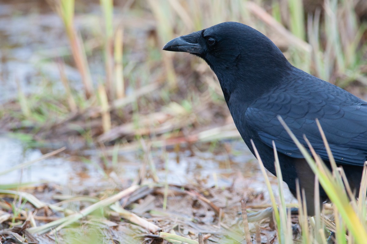 American Crow - ML180437841