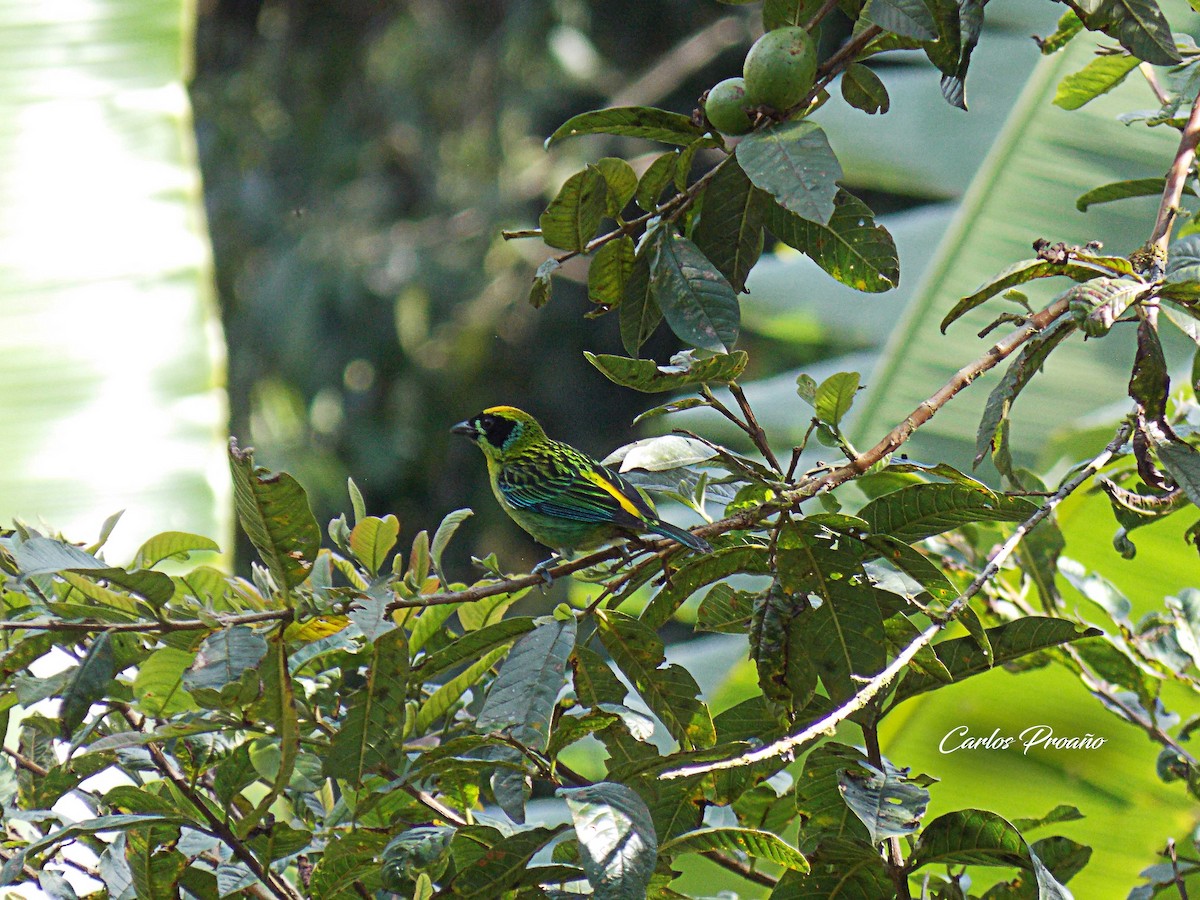 Green-and-gold Tanager - Carlos Proaño
