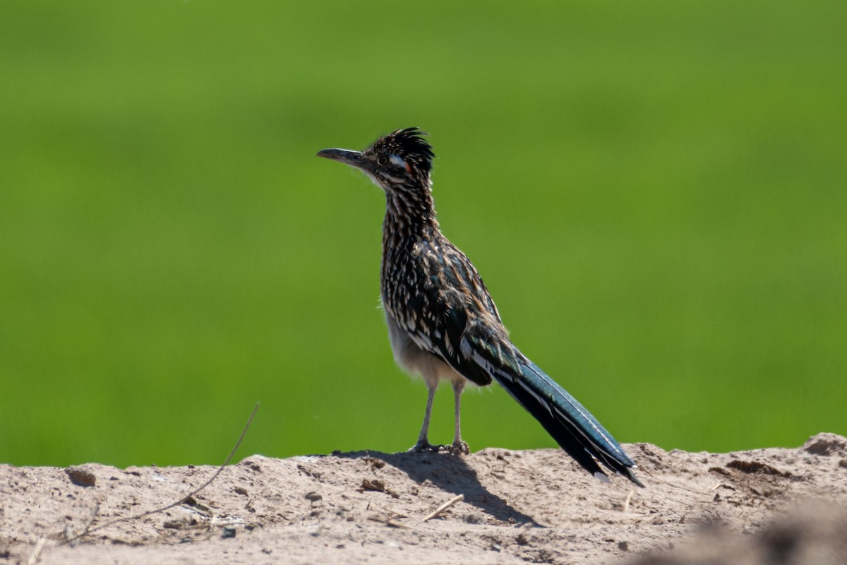 Greater Roadrunner - Jeremy Yawney